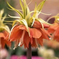Fritillaire Imperialis Aureomarginata - Couronne ImpÃ©riale