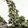 Fritillaria Persica Green Dreams - Fritillaire De Perse