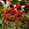 Fuchsia Grimpant - Fuchsia Lady Boothby 3 Fuchsia Grimpant - Fuchsia Lady Boothby -Jardin De Fleurs Magasin Fuchsia Lady Boothby 681473 1