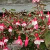 Fuchsia Rustique Alice Hoffman -Jardin De Fleurs Magasin Fuchsia rustique Alice Hoffman 83321 1