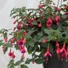 Fuchsia Rustique Mrs Popple -Jardin De Fleurs Magasin Fuchsia rustique Mrs Popple 86019 1