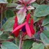 Fuchsia Rustique Tom West -Jardin De Fleurs Magasin Fuchsia rustique Tom West 81278 1