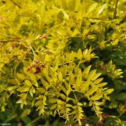 FÃ©vier D'AmÃ©rique DorÃ© - Gleditsia Triacanthos Sunburst