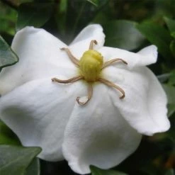 Gardenia Sweetheart - Jasmin Du Cap