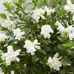 Gardenia Jasminoides Double Diamonds