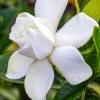 Gardenia Jasminoides Summer Snow. -Jardin De Fleurs Magasin Gardenia jasminoides Summer snow copyright 833261 1