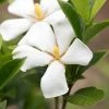 Gardenia Jasminoides Sweet Star First Editions