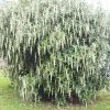Garrya Elliptica James Roof