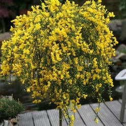 GenÃªt Ã  Balais Sur Tige - Cytisus Scoparius Golden Tears