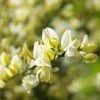GenÃªt PrÃ©coce - Cytisus X Praecox -Jardin De Fleurs Magasin Genet precoce Cytisus x praecox LD 1000961 1