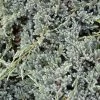 GenÃ©vrier Ã©cailleux - Juniperus Squamata Blue Spider -Jardin De Fleurs Magasin Genevrier ecailleux Juniperus squamata Blue Spider copyright 1006822 1