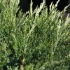 Genévrier Horizontal - Juniperus Horizontalis Agnieszka 2 Genévrier Horizontal - Juniperus Horizontalis Agnieszka -Jardin De Fleurs Magasin Genevrier horizontal Juniperus horizontalis Agnieszka IF 1006752 1