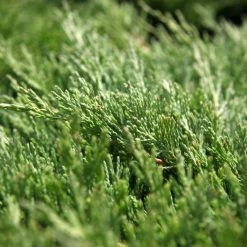GenÃ©vrier Horizontal - Juniperus Horizontalis Andorra Compact