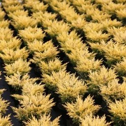 GenÃ©vrier Horizontal - Juniperus Horizontalis Limeglow