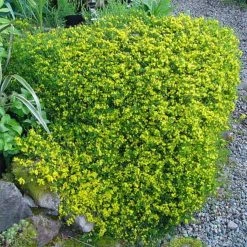 Genista Pilosa Vancouver Gold - GenÃªt Poilu