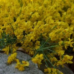 Genista Tinctoria Royal Gold - GenÃªt Des Teinturiers