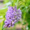 Glycine Frutescens - Wisteria Frutescens 2 Glycine Frutescens - Wisteria Frutescens -Jardin De Fleurs Magasin Glycine frutescens Wisteria frutescens copyright 1009311 1