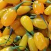 Goji Amber Sweet - Lycium Barbarum -Jardin De Fleurs Magasin Goji Amber Sweet Lycium barbarum 84993 1