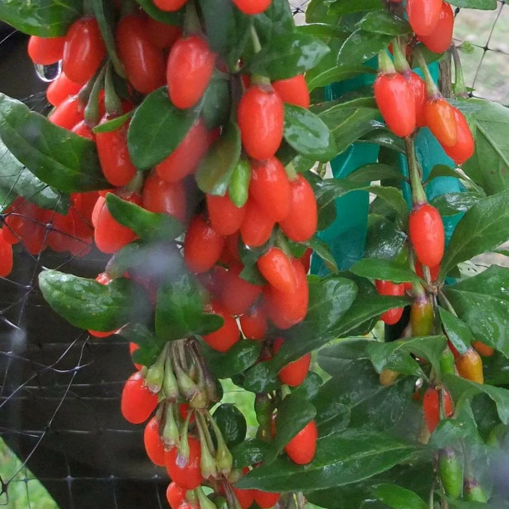 Goji Big Lifeberry - Lycium Barbarum 1 Goji Big Lifeberry - Lycium Barbarum