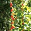 Goji Instant Success - Lycium Barbarum 3 Goji Instant Success - Lycium Barbarum -Jardin De Fleurs Magasin Goji Instant Success 78111 1