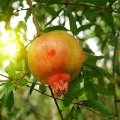 Grenadier Ã  Fruits - Punica Granatum Mollar De Elche