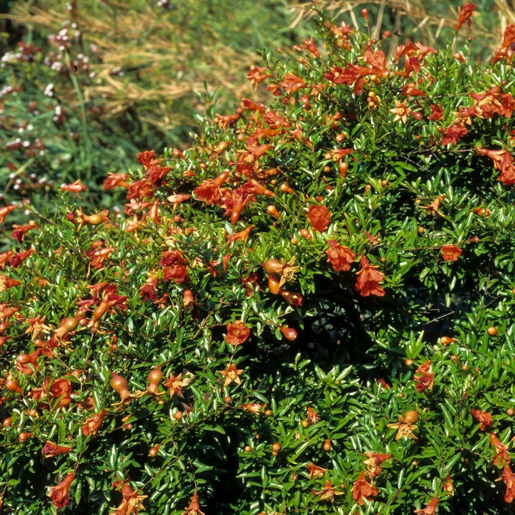 Grenadier Nain - Punica Granatum Chico Ou Nana Gracillissima 1 Grenadier Nain - Punica Granatum Chico Ou Nana Gracillissima