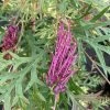 Grevillea Bronze Rambler -Jardin De Fleurs Magasin Grevillea Bronze Rambler 16664 1