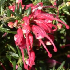 Grevillea Poorinda Rondeau - GrÃ©villier