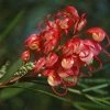 Grevillea Johnsonii -Jardin De Fleurs Magasin Grevillea johnsonii 83328 1