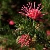 Grevillea Juniperina -Jardin De Fleurs Magasin Grevillea juniperina 83329 1