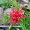 Grevillea Juniperina New Blood