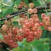 Groseillier Ã  Grappes Gloire Des Sablons Rose -Jardin De Fleurs Magasin Groseillier a grappes Gloire des Sablons rose 78422 1 1