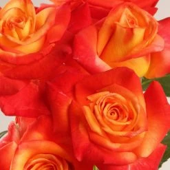 Rosier Ã  Grandes Fleurs Henryane De Chaponay