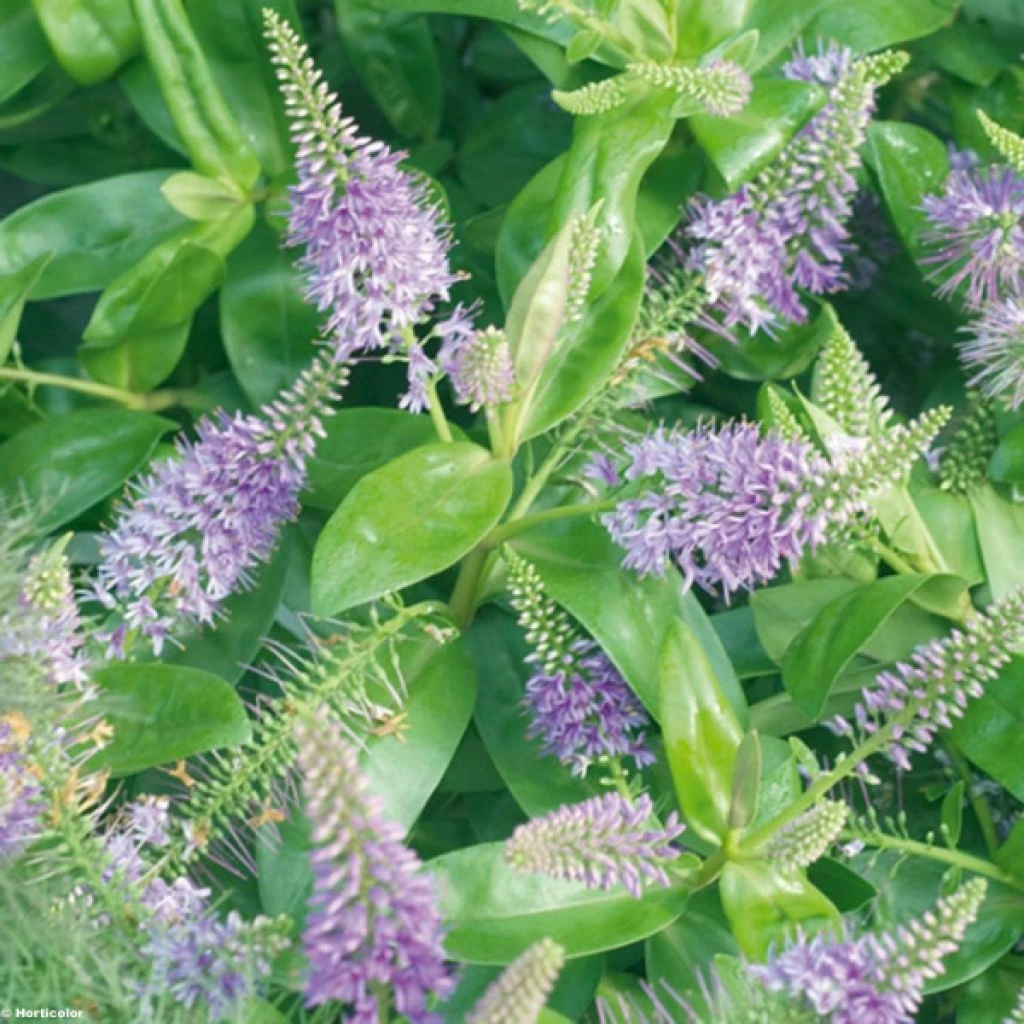 Hebe Ouessant - Véronique Arbustive 1 Hebe Ouessant - Véronique Arbustive
