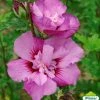 Hibiscus Syriacus Eruption - AlthÃ©a Ou Mauve En Arbre -Jardin De Fleurs Magasin HIBISCUS ERUPTION 761637 1