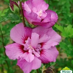 Hibiscus Syriacus Eruption - AlthÃ©a Ou Mauve En Arbre
