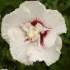 Hibiscus Syriacus French Point - AlthÃ©a Ã  Fleurs Doubles -Jardin De Fleurs Magasin HIBISCUS FRENCH POINT 781967 1
