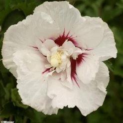 Hibiscus Syriacus French Point - AlthÃ©a Ã  Fleurs Doubles