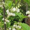 Halesia Carolina - Arbre Aux Cloches D'argent -Jardin De Fleurs Magasin Halesia Carolina 9657 1