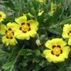 Halimium Lasianthum Subsp. Formosum -Jardin De Fleurs Magasin Halimium lasianthum subsp Formosum IF 16252 1