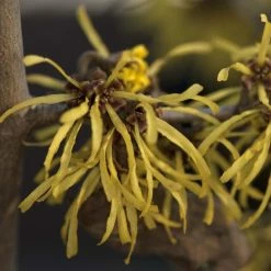 Hamamelis (x) Intermedia Westerstede - Noisetier De SorciÃ¨re