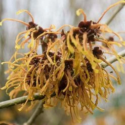 Noisetier Des SorciÃ¨res - Hamamelis Mollis Pallida