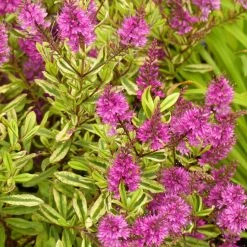 Hebe Celebration - VÃ©ronique Arbustive