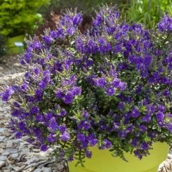 Hebe Claret Crush - VÃ©ronique Arbustive