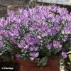 Hebe Garden Beauty Purple - Véronique Arbustive 2 Hebe Garden Beauty Purple - Véronique Arbustive -Jardin De Fleurs Magasin Hebe Garden Beauty Purple 88807 1