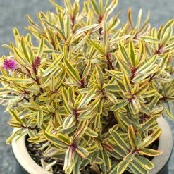 Hebe Jewel Of The Nile - VÃ©ronique Arbustive