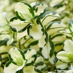 Hebe Leopard Spot - VÃ©ronique Arbustive