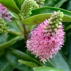 Hebe Linda - VÃ©ronique Arbustive