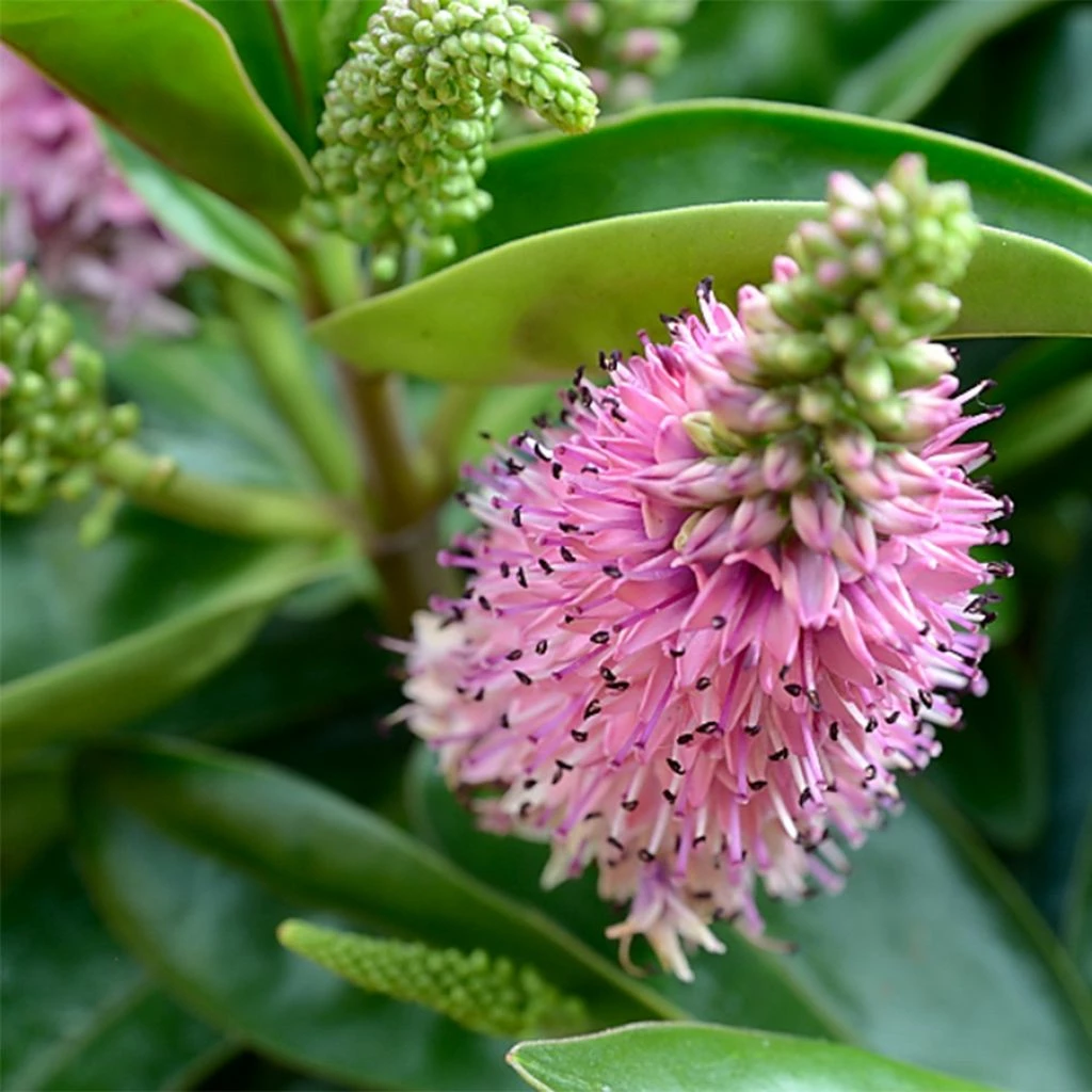 Hebe Linda - Véronique Arbustive 1 Hebe Linda - Véronique Arbustive