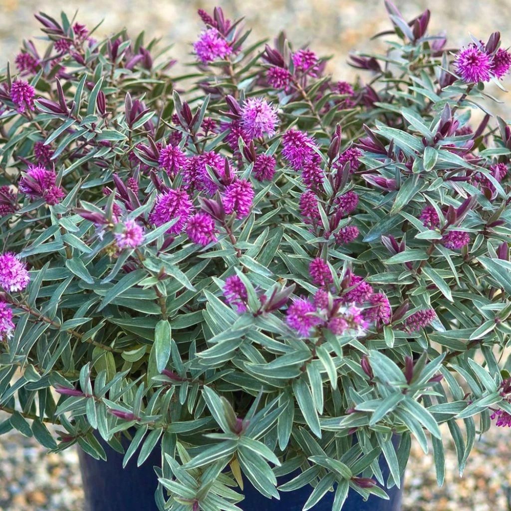 Hebe Marilyn Monroe - Véronique Arbustive 1 Hebe Marilyn Monroe - Véronique Arbustive